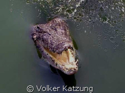 hungry croc by Volker Katzung 